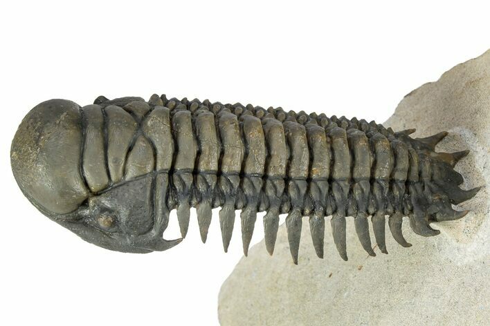 Flying Crotalocephalina Trilobite - Exposed Hyposteme #339439